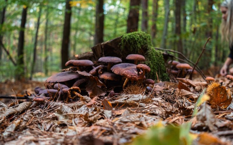 simbolična, gobe, goba, gobarjenje, gozd, narava