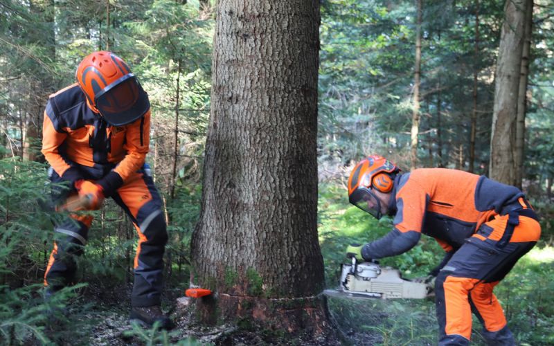 NČ-Varno-podiranje-dreves-z-motorno-žago--Foto-Jože-Miklavc--IMG_6347.jpg