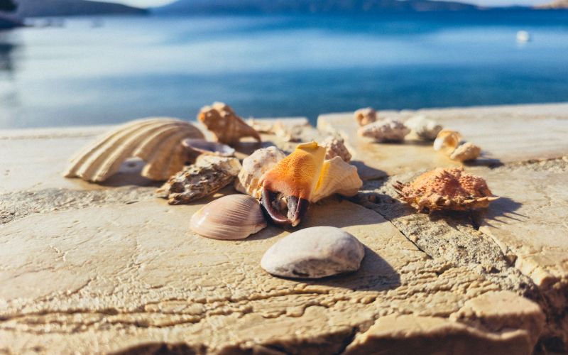 simbolična, školjke, školjka, plaža, morje, zaklad
