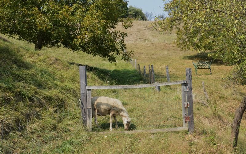 mv-drobnica cepljenje 2.JPG