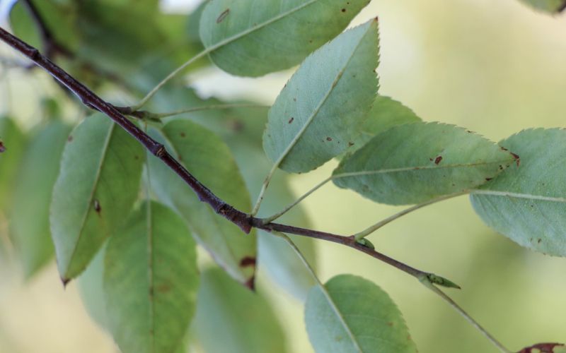 smarna-hrusica-robin-hill-ocara-z-lepoto