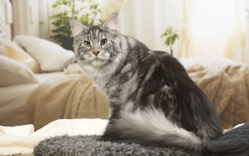 Maine Coon