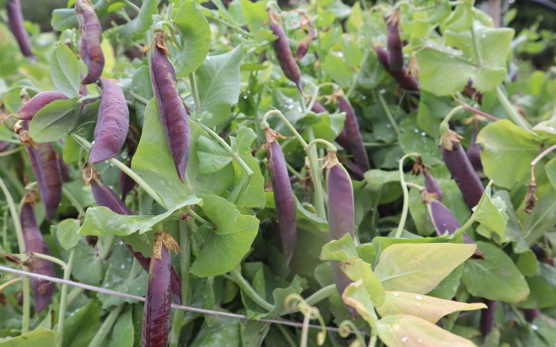 zelo roden in okusen je tudi grah z vijoličnimi stroki 1.JPG