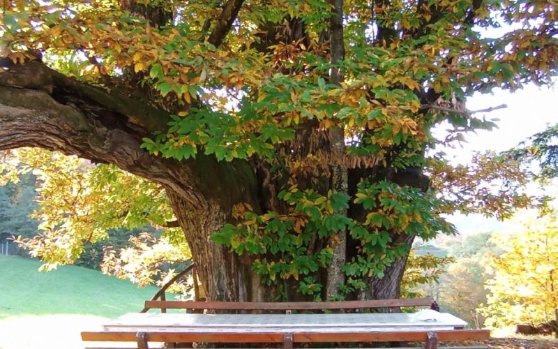 Gašperjev kostanj blizu