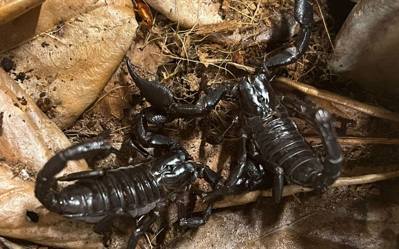 tropska-hisa, orjaski-azijski-gozdni-skorpijon