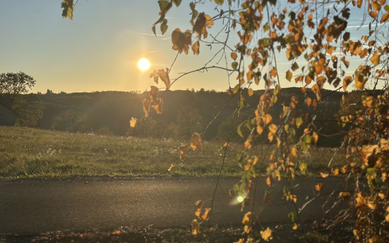 jesen, narava, listje, goričko, november