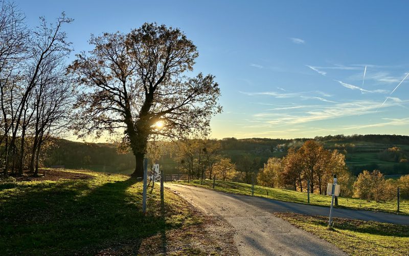 jesen, narava, listje, goričko, november