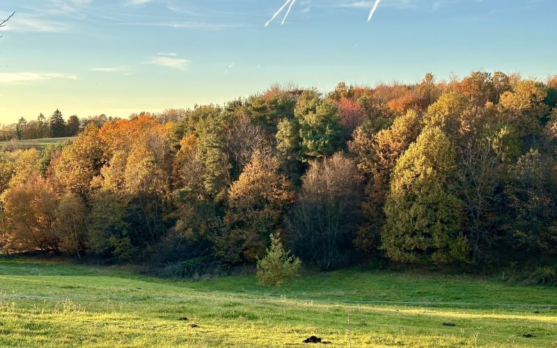 jesen, narava, listje, goričko, november