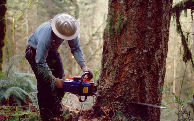 sečnja, motorka, gozd