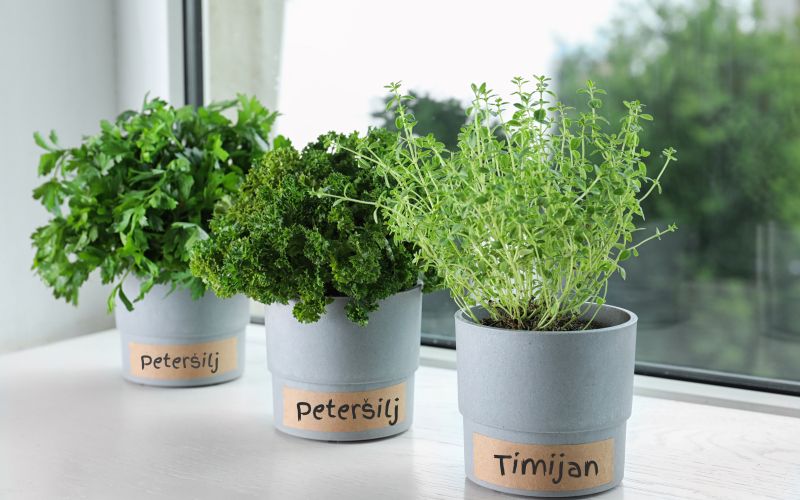 zelišča na okenski polici.jpeg