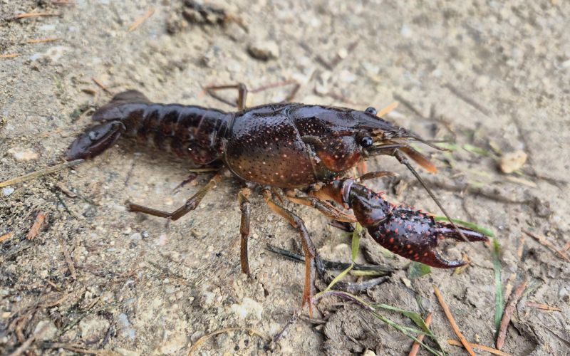 rak skarjar 2024_odstranjevanje_skarjar_Belej-FOTO Zavod za varstvo narave.jpg