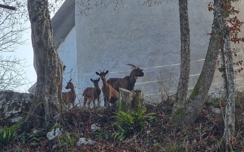 koza, tabor-nad-cerovim