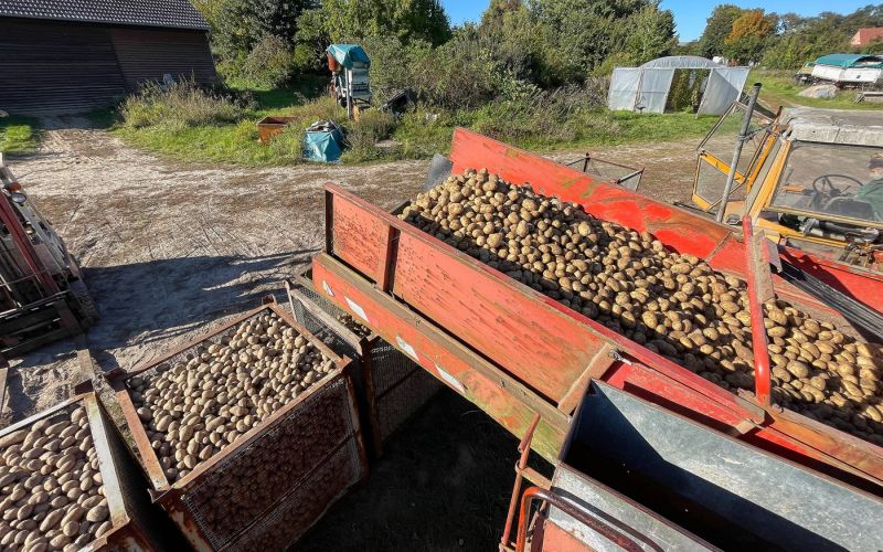 brandenburg, pridelava krompirja.jpg