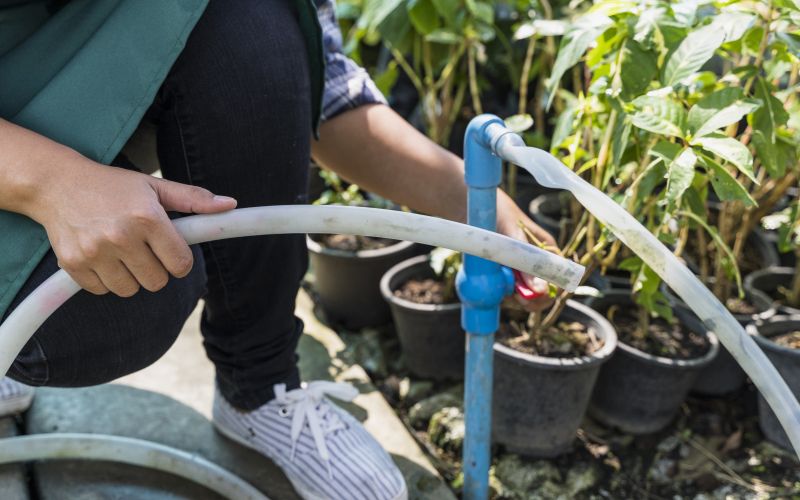 hb Zalivanje rož.jpg