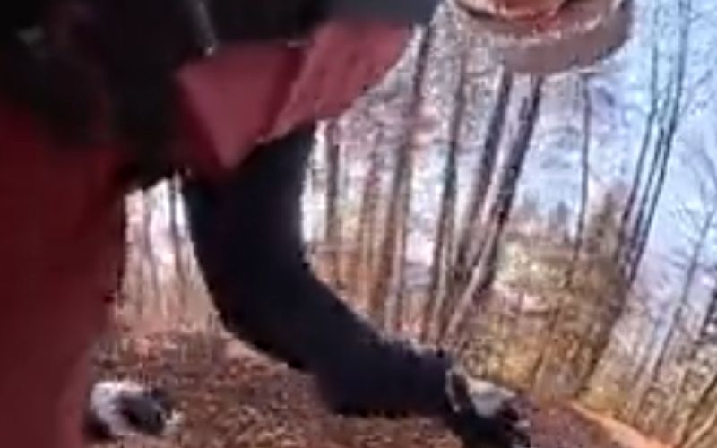 ziga lin hocevar.png