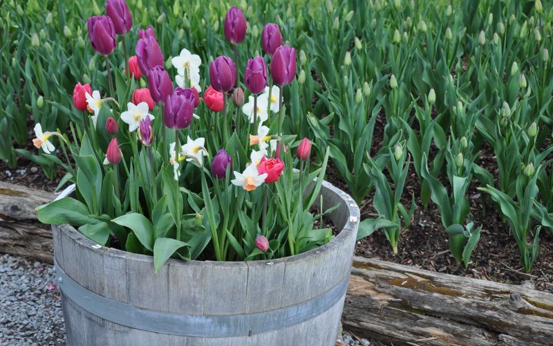 Sedaj sadimo2-dec25.jpg