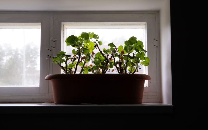 prezimovanje pelargoni j1