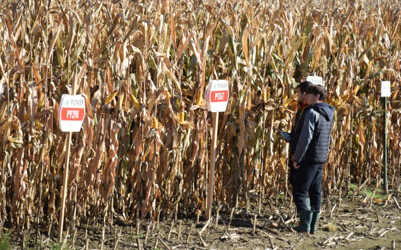 mv-suša ocenjevanje.JPG