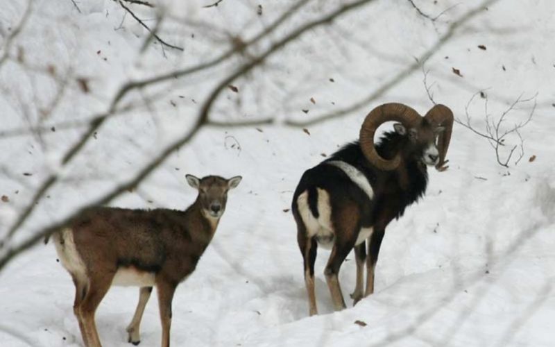 Na-Bocu-zivi-tudi-mocna-kolonija-muflonov