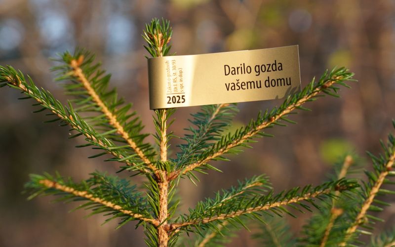 zavod-za-gozdove-slovenije, bozicno-drevo, zlata-nalepka