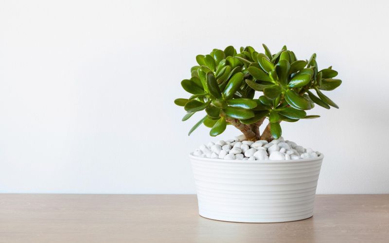 krasula, drevo-denarja, sobne-rastline