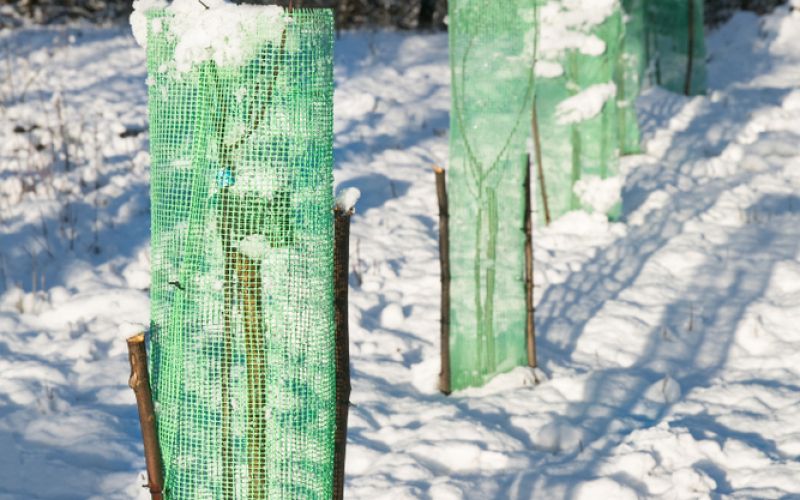 Zaščita mladih dreves1