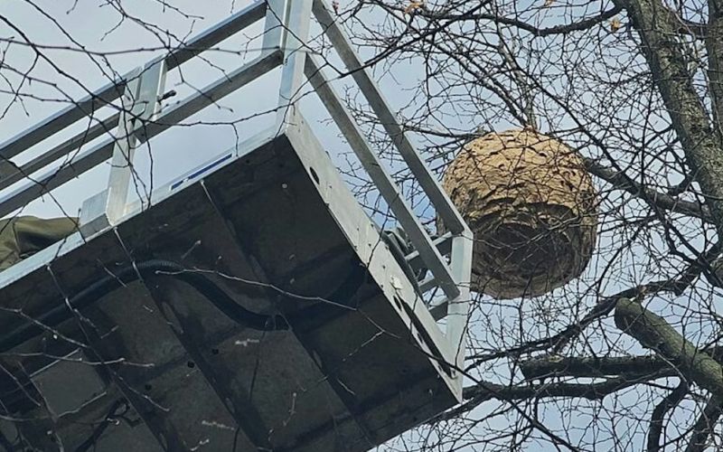 gnezdo, azijski sršen, Hürth