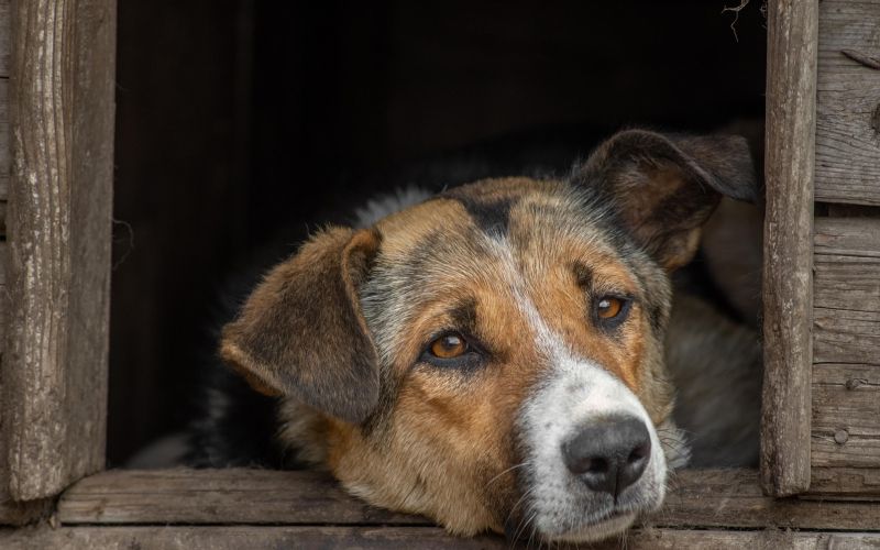 psi shutterstock.jpg