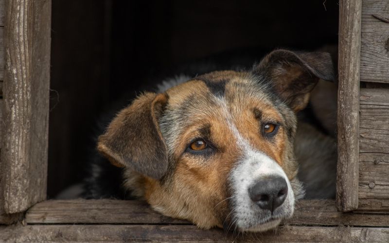 psi shutterstock.jpg