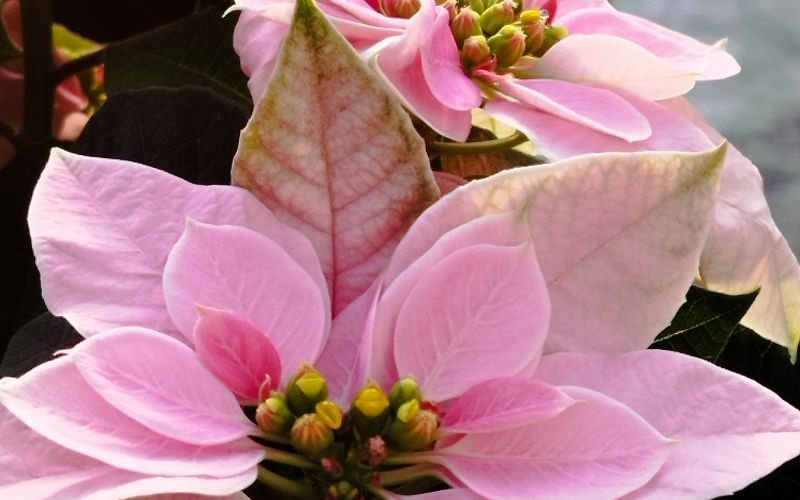 cvetove nnajdemo med obravnaimi ovršnimi listi in ob nakupu naj ne bodo odprti.jpg