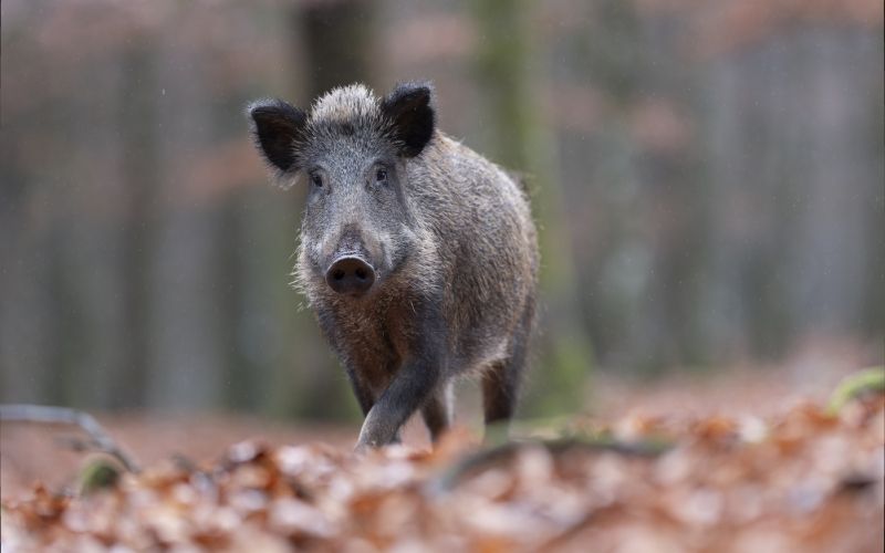 divji prašič.jpg