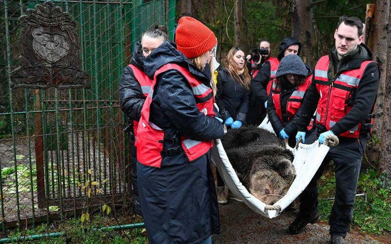medvedka-mici, selitev