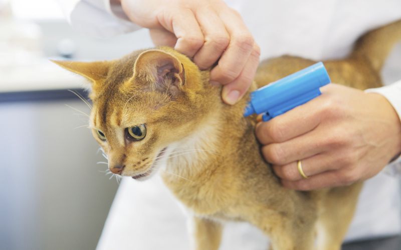 mačka, čipiranje.jpg