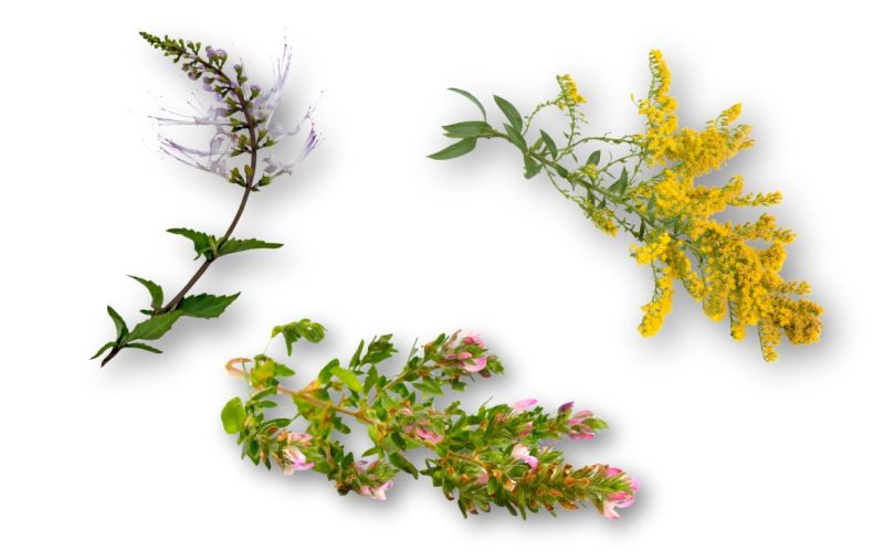 Rastline_za članek.jpg