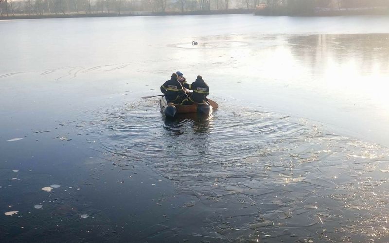 mv-ptičja gripa.jpeg