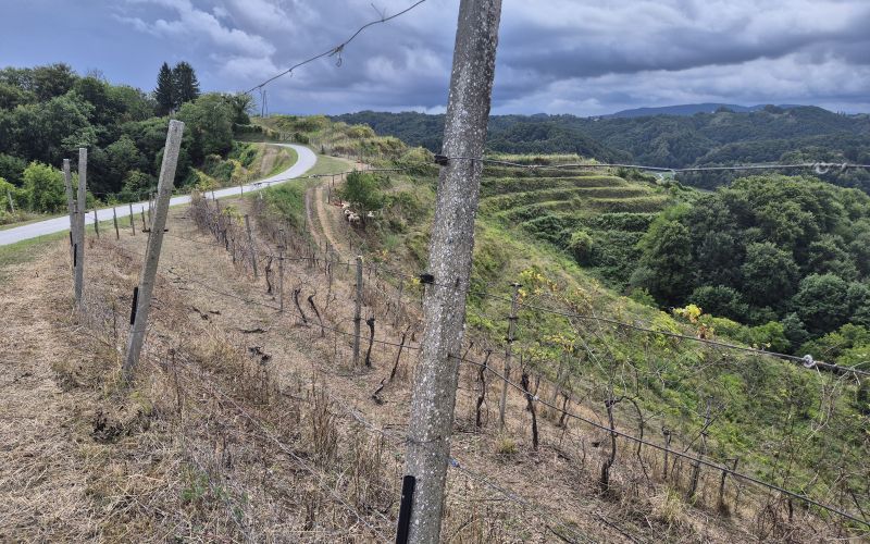 mv-haloze inštitut2.jpg