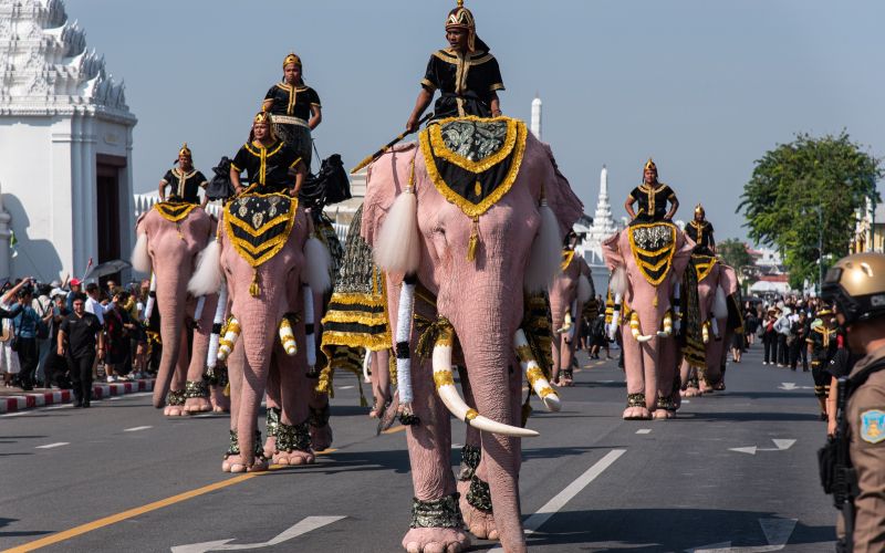 Tajska, sloni - Enajst rožnatih slonov se je sprehodilo skozi Bangkok in se poklonilo pokojni kralji