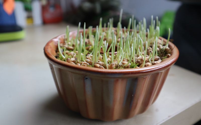 v tej velikosti sama prestavim setev na prosto in pazim, da ga ne najdeho lačne miške.JPG