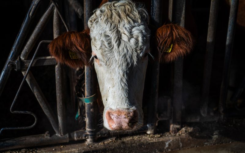 kmetija-štuhec, krave, hlev, kmetija, krava