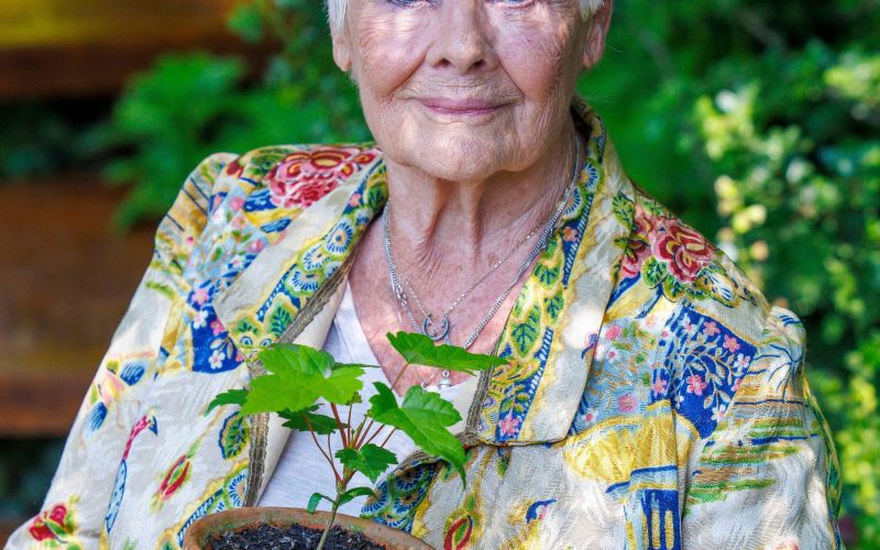 Judi Dench - Legendarna Judi Dench se je upokojila, ker se ji je vid tako poslabšal, da nikogar ve