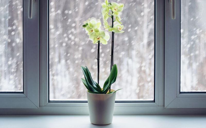 orhideje pozimi 4