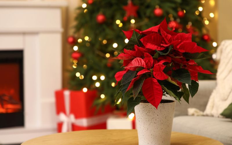 bozicna-zvezda, namizna-dekoracija