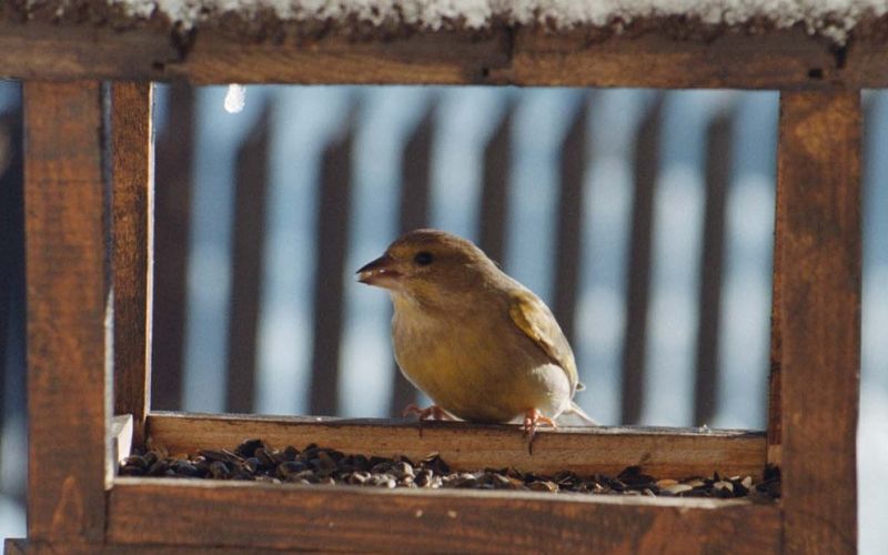semena krma ptica krmilnica