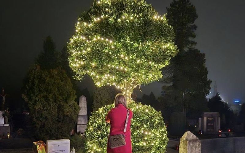 drevo-hvaleznosti, celje