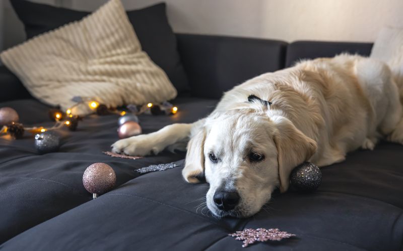 closeup-labrador-couch-with-christmas-decor.jpg