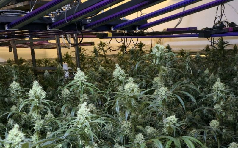 konoplja, zaseg, siska