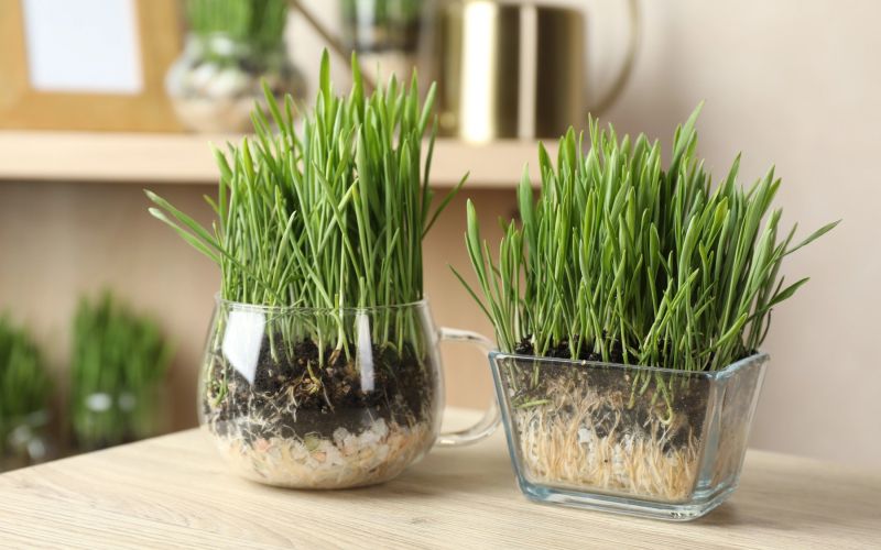 bozicna-psenica, dekor-prazniki