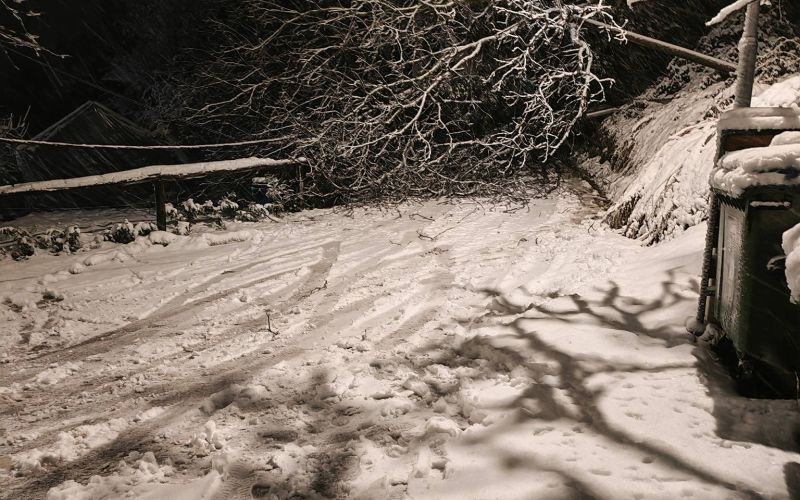 Podrto drevo na relaciji Gabrje Kandija.