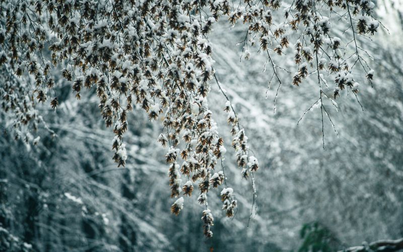 simbolična, sneg, zima, gozd, narava, goričko, drevo, snežinke, led