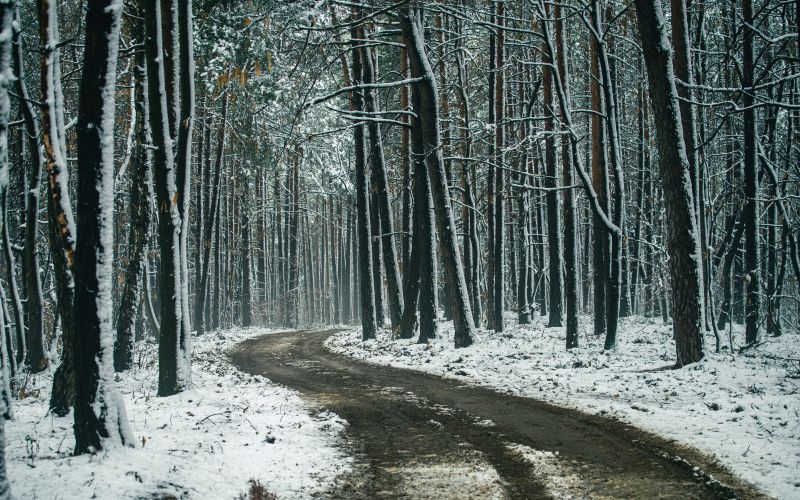 simbolična, sneg, zima, gozd, narava, goričko, drevo, snežinke, led